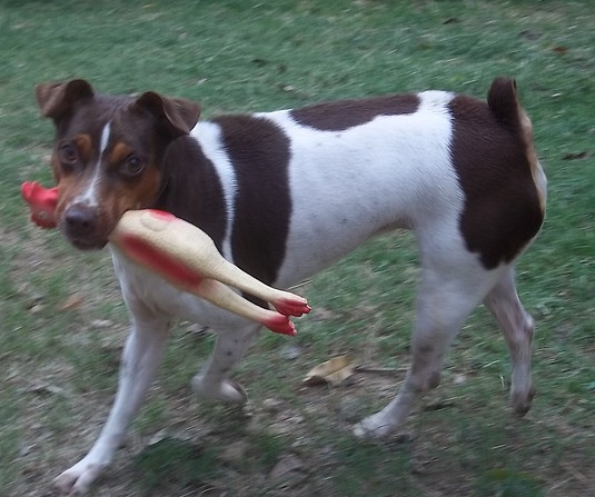 Terrier Brasileiro (FOX Paulistinha) - Canil Pedra de Guaratiba - http://canilpedradeguaratibatb.blogspot.com.br