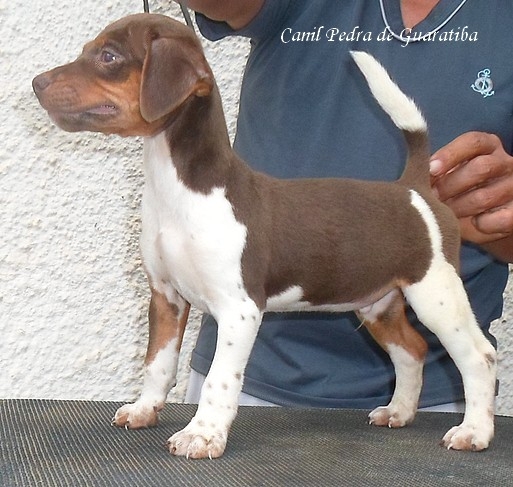 TERRIER BRASILEIRO (FOX PAULISTINHA) - Canil Pedra de Guaratiba - http://canilpedradeguaratibatb.blogspot.com.br