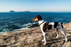 Terrier brasileiro (fox paulistinha) - canil pedra de guaratiba - http://www.canilpguaratiba.com
