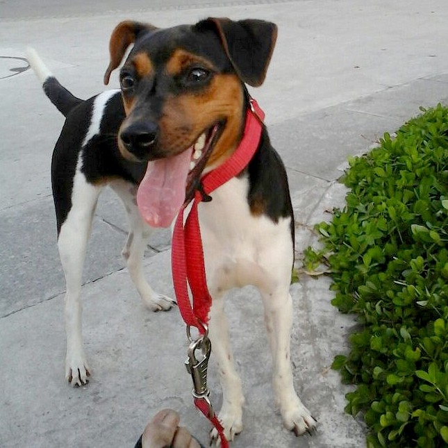 Terrier Brasileiro (Fox Paulistinha) - Canil Pedra de Guaratiba - 27 anos - http://www.canilpguaratiba.com