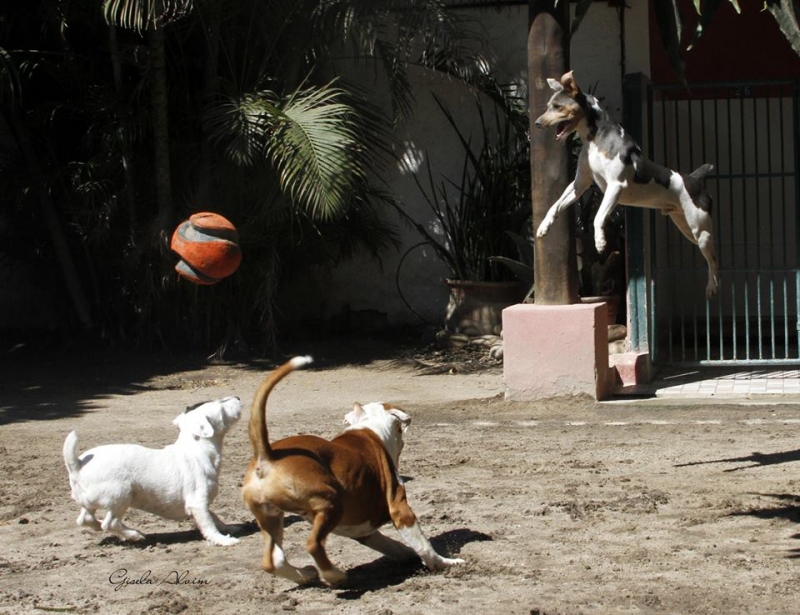 TERRIER BRASILEIRO (FOX Paulistinha) Canil Pedra de Guaratiba - 27 anos. Balotelli da Pedra de Guaratiba. O cão voador! Site: http: //www.canilpguaratiba.com #canilpedradeguaratiba #foxpaulistinha #terrierbrasileiro