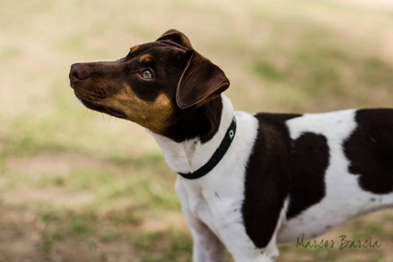 TERRIER BRASILEIRO (FOX PAULISTINHA) Canil Pedra de Guaratiba - 27 anos. Horácio da Pedra de Guaratiba. Site: http://www.canilpguaratiba.com #canilpedradeguaratiba #foxpaulistinha #terrierbrasileiro