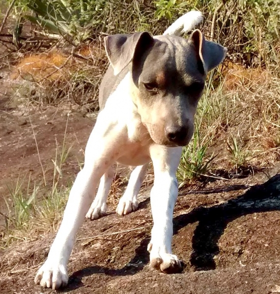 TERRIER BRASILEIRO (FOX PAULISTINHA) Canil Pedra de Guaratiba - 27 anos. Ali da Pedra de Guaratiba. Nasc: 01/05/16. Proprietário: Guilherme. Site: http://www.canilpguaratiba.com #canilpedradeguaratiba #foxpaulistinha #terrierbrasileiro