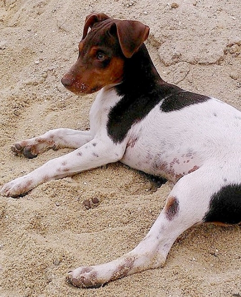 TERRIER BRASILEIRO (FOX PAULISTINHA) Canil Pedra de Guaratiba - 27 anos. Maylon da Pedra de Guaratiba. Nasc: 13/05/14. Proprietário: Clarice. Site: http://www.canilpguaratiba.com #canilpedradeguaratiba  #foxpaulistinha  #terrierbrasileiro