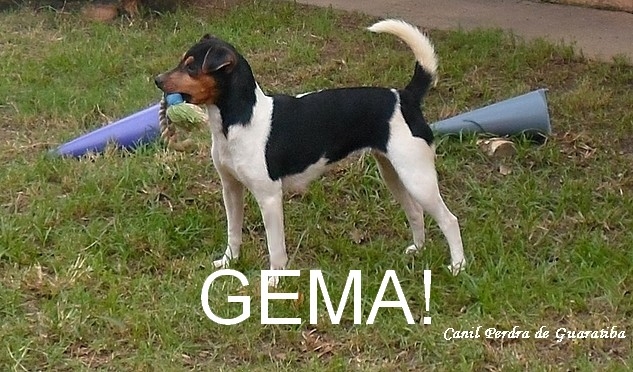 TERRIER BRASILEIRO (FOX PAULISTINHA) Canil Pedra de Guaratiba - 27 anos. Gema da Pedra de Guaratiba. Nasc: 16/12/14. Fêmea - plantel. Site: http://www.canilpguaratiba.com #canilpedradeguaratiba  #foxpaulistinha  #terrierbrasileiro