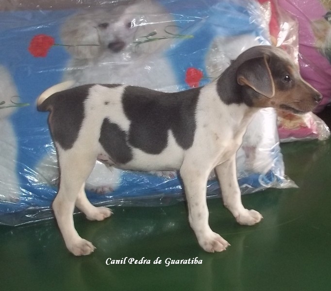 TERRIER BRASILEIRO (FOX PAULISTINHA) Canil Pedra de Guaratiba - 27 anos. Simba da Pedra de Guaratiba. Nasc: 08/06/14. Proprietário: Fernando. Site: http://www.canilpguaratiba.com #canilpedradeguaratiba  #foxpaulistinha  #terrierbrasileiro