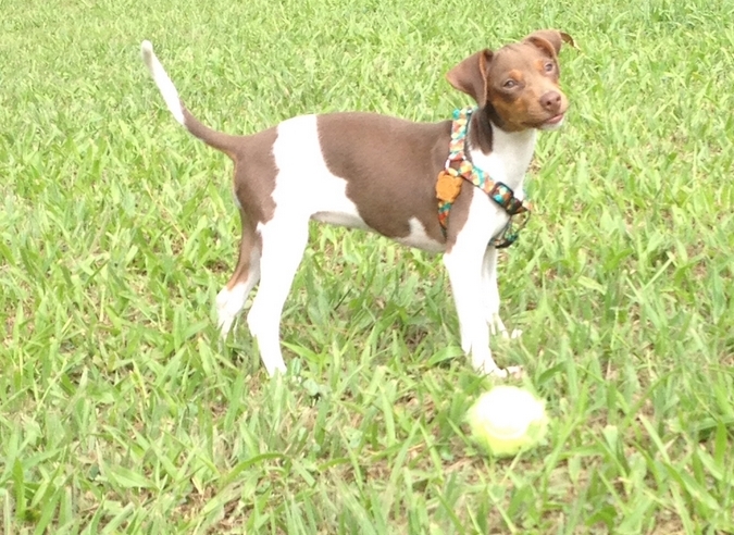 TERRIER BRASILEIRO (FOX PAULISTINHA) Canil Pedra de Guaratiba - 27 anos. Pipa da Pedra de Guaratiba. Nasc: 31/12/15. Proprietário: Tatiana. Site: http://www.canilpguaratiba.com #canilpedradeguaratiba  #foxpaulistinha  #terrierbrasileiro