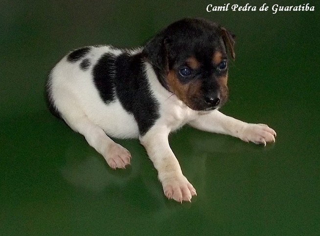 TERRIER BRASILEIRO (FOX PAULISTINHA) Canil Pedra de Guaratiba - 27 anos. Nina da Pedra de Guaratiba. Nasc: 11/09/15. Proprietário: Jorge. http://www.canilpguaratiba.com/html/filhotes_tb.html #canilpedradeguaratiba  #foxpaulistinha  #terrierbrasileiro