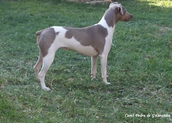 Canil Pedra de Guaratiba - 27 anos! Terrier Brasileiro (Fox Paulistinha) http://www.canilpguaratiba.com
