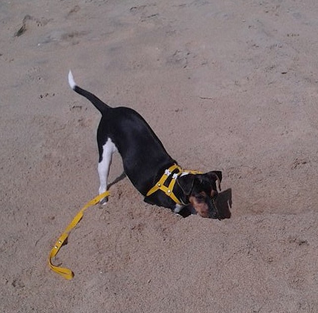 TERRIER BRASILEIRO (FOX PAULISTINHA) Canil Pedra de Guaratiba - 27 anos. Luna da Pedra de Guaratiba. Nasc: 08/05/16. Proprietária: Rosangela. http://www.canilpguaratiba.com