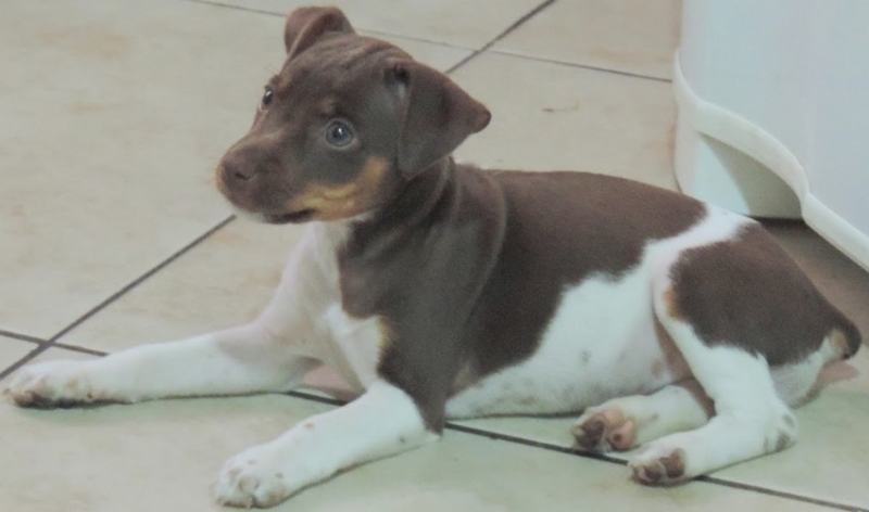 FILHOTES TERRIER BRASILEIRO Canil Pedra de Guaratiba Beleza e tipicidade na linha de sangue! Exemplar tricolor de fgado. Visite nosso site! http://www.canilpguaratiba.com/html/filhotes_tb.html