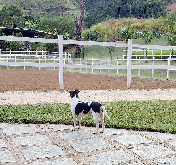 FILHOTES TERRIER BRASILEIRO Canil Pedra de Guaratiba Beleza e tipicidade na linha de sangue! Nina da Pedra de Guaratiba. Nascimento: 11/09/15. Proprietário: Jorge. Visite nossa página! http://www.canilpguaratiba.com/html/filhotes_tb.html