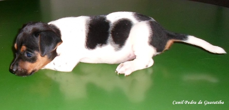 FILHOTES TERRIER BRASILEIRO Canil Pedra de Guaratiba Fêmeas Disponíveis! Para saber mais visite nossa página! http://www.canilpguaratiba.com/html/filhotes_tb.html