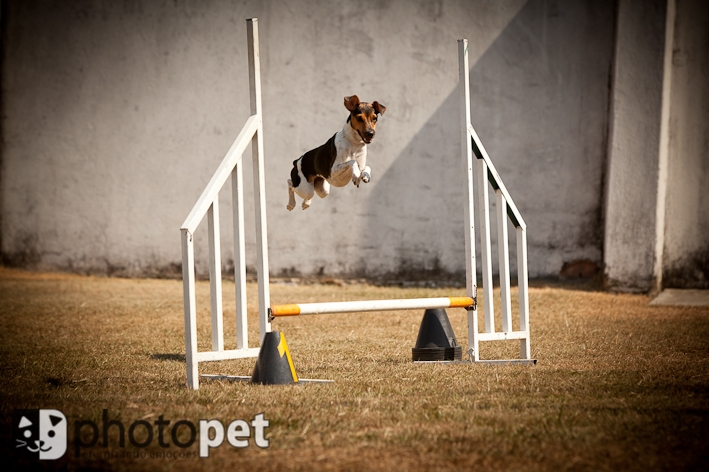 Tita da Pedra de Guaratiba Praticante de Agility e Atriz  (cadelinha da novela Cordel Encantado). Proprietária: Claudia. FILHOTES TERRIER BRASILEIRO Canil Pedra de Guaratiba Visite nossa página! http://www.canilpguaratiba.com/html/filhotes_tb.html