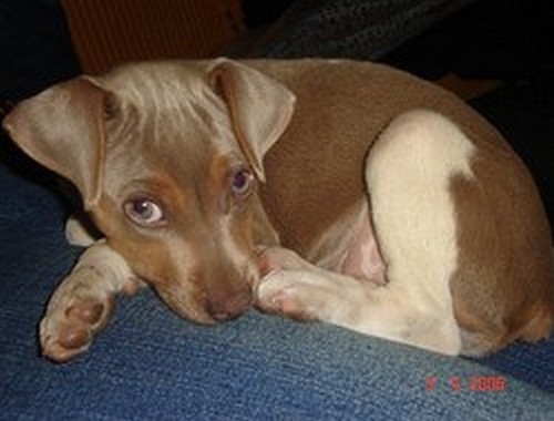 FILHOTES TERRIER BRASILEIRO Canil Pedra de Guaratiba Fêmea Tricolor de Isabela. Rhana da Pedra de Guaratiba. Fêmea tricolor de isabela. Visite nossa página! http://www.canilpguaratiba.com/html/filhotes_tb.html