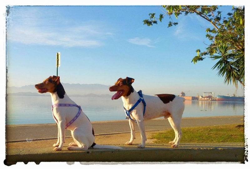 FILHOTES TERRIER BRASILEIRO Canil Pedra de Guaratiba Bento e sua filha Zo! Proprietrio: Moa. Visite nossa pgina! http://www.canilpguaratiba.com/html/filhotes_tb.html