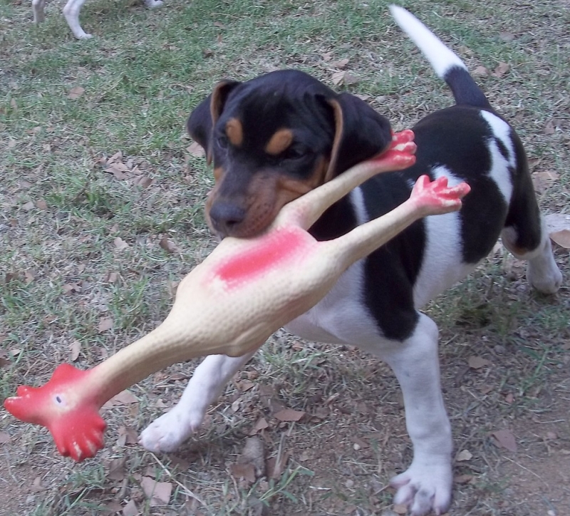 FILHOTES TERRIER BRASILEIRO Canil Pedra de Guaratiba Momento de Recreação! 27 anos - Trabalho e Dedicação! Visite nossa página! http://www.canilpguaratiba.com/html/filhotes_tb.html