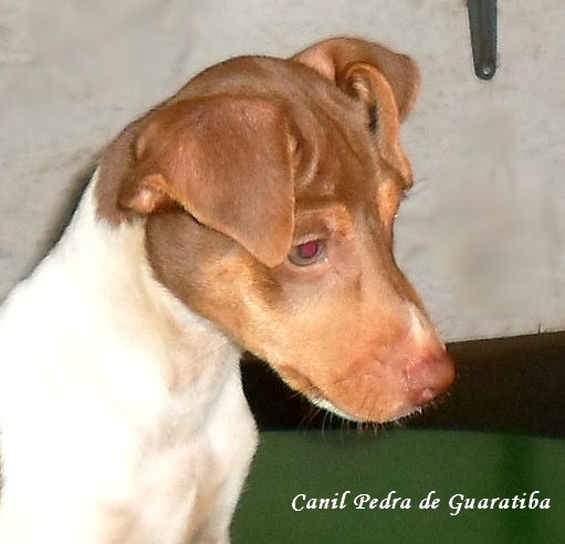 FILHOTES TERRIER BRASILEIRO Canil Pedra de Guaratiba MACHO DISPONVEL! Tricolor de Fgado. Nascimento: 05/12/16. Visite nossa pgina! http://www.canilpguaratiba.com/html/filhotes_tb.html