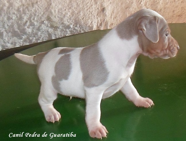 FILHOTES TERRIER BRASILEIRO Canil Pedra de Guaratiba Pipoca da Pedra de Guaratiba! Macho Tricolor de Isabela. Nascimento: 27/08/16. Proprietria: Lilian. Visite nossa pgina! http://www.canilpguaratiba.com/html/filhotes_tb.html