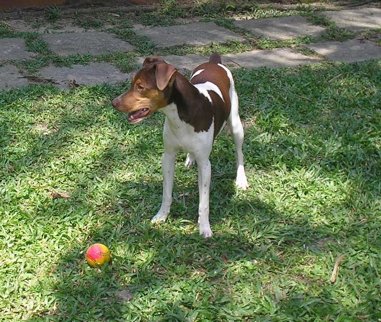 FILHOTES TERRIER BRASILEIRO Canil Pedra de Guaratiba Flick da Pedra de Guaratiba. Nascimento: 02/03/08. Proprietria: Monica. Visite nossa pgina! http://www.canilpguaratiba.com/html/filhotes_tb.html