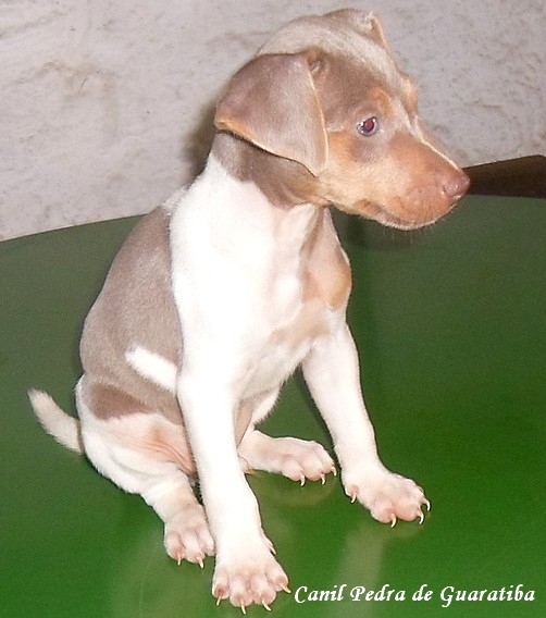 Macho Tricolor de Isabela - DISPONÍVEL! FILHOTES TERRIER BRASILEIRO Canil Pedra de Guaratiba Nascimento: 04/01/17. Visite nossa página! http://www.canilpguaratiba.com/html/filhotes_tb.html