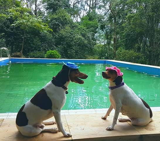 Bento & Zoé! Proprietário: Moa. FILHOTES TERRIER BRASILEIRO Canil Pedra de Guaratiba Visite nossa página! http://www.canilpguaratiba.com/html/filhotes_tb.html