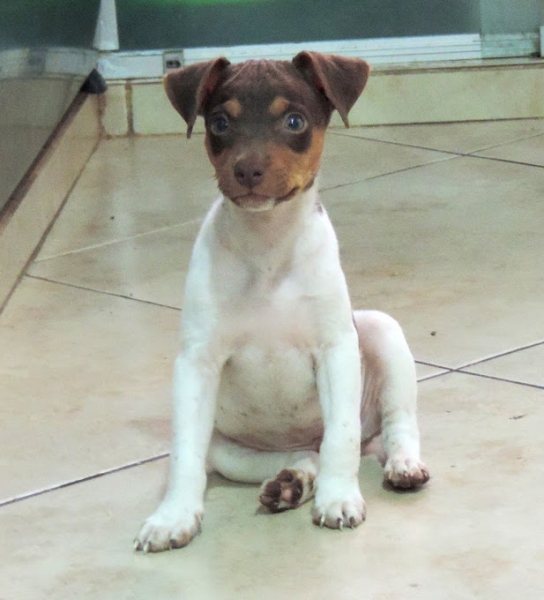 Beleza e Tipicidade na Linha de Sangue! FILHOTES TERRIER BRASILEIRO Canil Pedra de Guaratiba Exemplar tricolor de fígado. Visite nosso site! http://www.canilpguaratiba.com/html/filhotes_tb.html