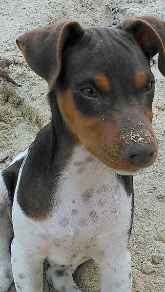 FILHOTES TERRIER BRASILEIRO Canil Pedra de Guaratiba Maylon da Pedra de Guaratiba. Diversão na Areia! Nascimento: 13/05/14. Proprietária: Clarice. Visite nossa página! http://www.canilpguaratiba.com/html/filhotes_tb.html