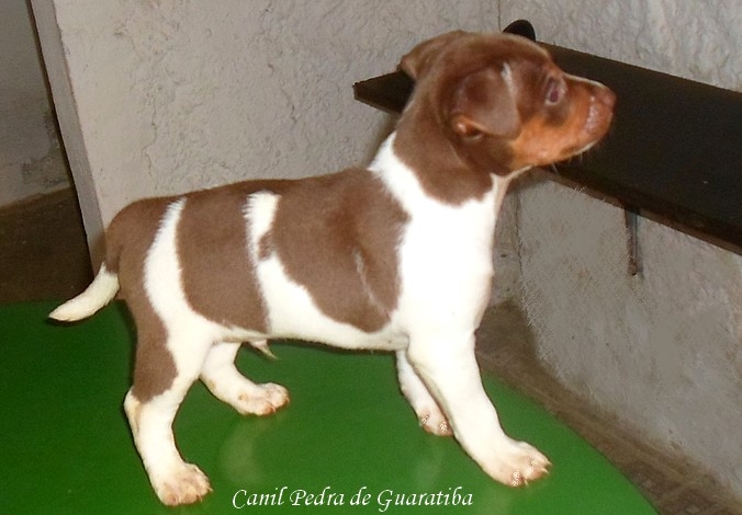 FILHOTES TERRIER BRASILEIRO Canil Pedra de Guaratiba Bob da Pedra de Guaratiba. Macho tricolor de fígado. Nascimento: 04/07/16. Proprietária: Vera. Visite nossa página! http://www.canilpguaratiba.com/html/filhotes_tb.html