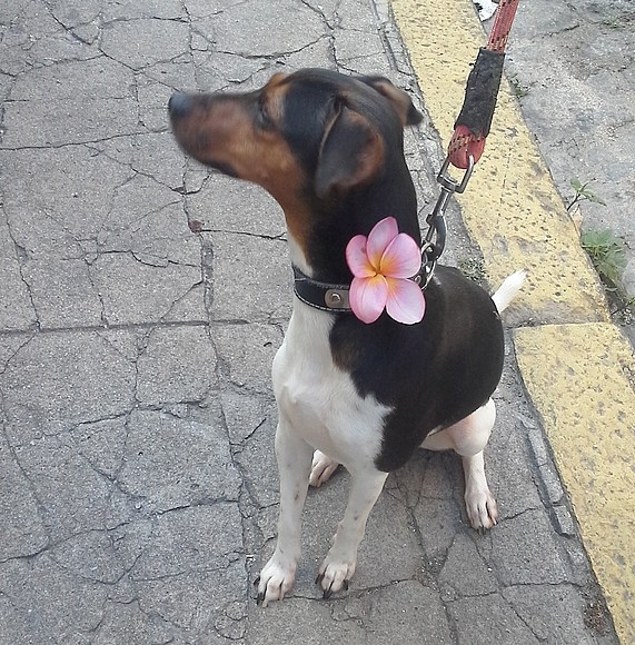 FILHOTES TERRIER BRASILEIRO Canil Pedra de Guaratiba Glorinha da Pedra de Guaratiba. Uma Verdadeira Flor! Nascimento: 21/07/14. Proprietria: Renata. Visite nossa pgina! http://www.canilpguaratiba.com/html/filhotes_tb.html