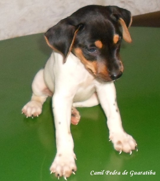 FILHOTES TERRIER BRASILEIRO Canil Pedra de Guaratiba Macho tricolor de preto - DISPONVEL! Acasalamento: Zoom x Nalla. Nascimento: 04/01/17. Visite nossa pgina! http://www.canilpguaratiba.com/html/filhotes_tb.html