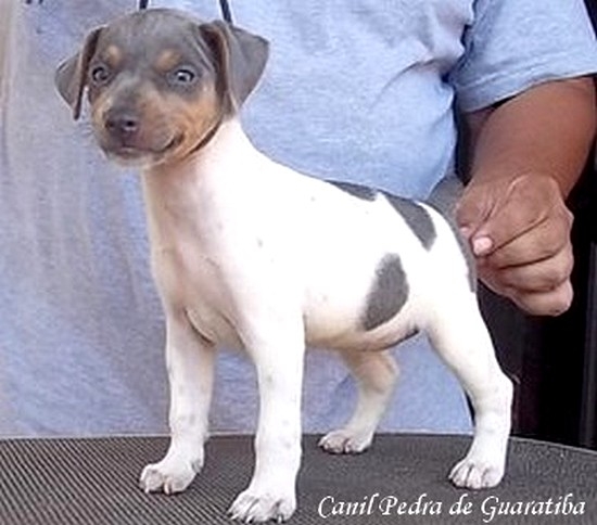 FILHOTES TERRIER BRASILEIRO Canil Pedra de Guaratiba Fêmea tricolor de azul. Expressividade no Olhar! 27 anos de criação! Visite nossa página! http://www.canilpguaratiba.com/html/filhotes_tb.html