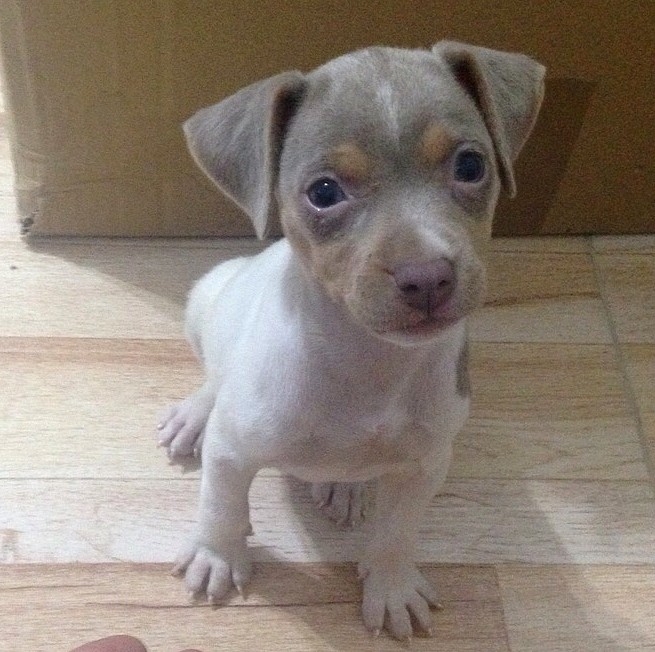 FILHOTES TERRIER BRASILEIRO Canil Pedra de Guaratiba Paola da Pedra de Guaratiba. O Silêncio de um Olhar! Nascimento: 18/06/15. Fêmea tricolor de isabela. Proprietária: Dayane. Visite nossa página! http://www.canilpguaratiba.com/html/filhotes_tb.html