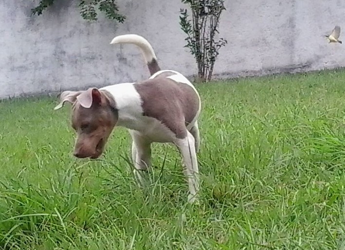 FILHOTES TERRIER BRASILEIRO Canil Pedra de Guaratiba Stanley Maylon da Pedra de Guaratiba. Momento do Exerccio! Nascimento: 26/09/13. Macho tricolor de isabela. Proprietrio: Paulo. Visite nossa pgina! http://www.canilpguaratiba.com/html/filhotes_tb.html