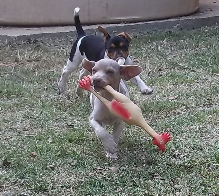 Hora da Brincadeira Recreao de Filhotes! Canil Pedra de Guaratiba. Visite nossa pgina! Terrier Brasileiro Fox Paulistinha http://www.canilpguaratiba.com/index.html