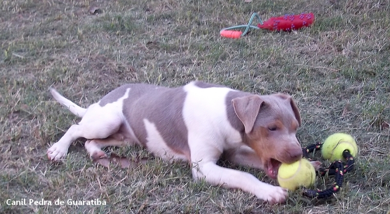 Recreação de Filhotes Hora da Brincadeira! Pipoca da Pedra de Guaratiba. Macho tricolor de isabela - Disponível! Visite nossa página! Terrier Brasileiro Fox Paulistinha http://www.canilpguaratiba.com/index.html