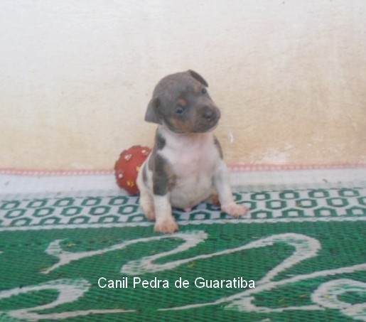 Filhote Terrier Brasileiro Macho Tricolor de Azul Disponível para reserva! Liberada a partir de: 13/08/17. Visite nossa página! Terrier Brasileiro Fox Paulistinha http://www.canilpguaratiba.com/index.html