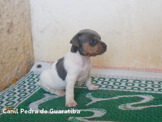 Fêmea tricolor de azul. Nascimento: 27/06/17. Proprietária: Cíntia. Visite nossa página! Terrier Brasileiro Fox Paulistinha http://www.canilpguaratiba.com/index.html