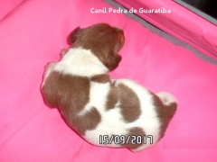 Filhote terrier brasileiro macho tricolor de fígado disponível para reserva! liberado a partir de: 16/10/17. visite nossa página! terrier brasileiro fox paulistinha http://www.canilpguaratiba.com/index.html