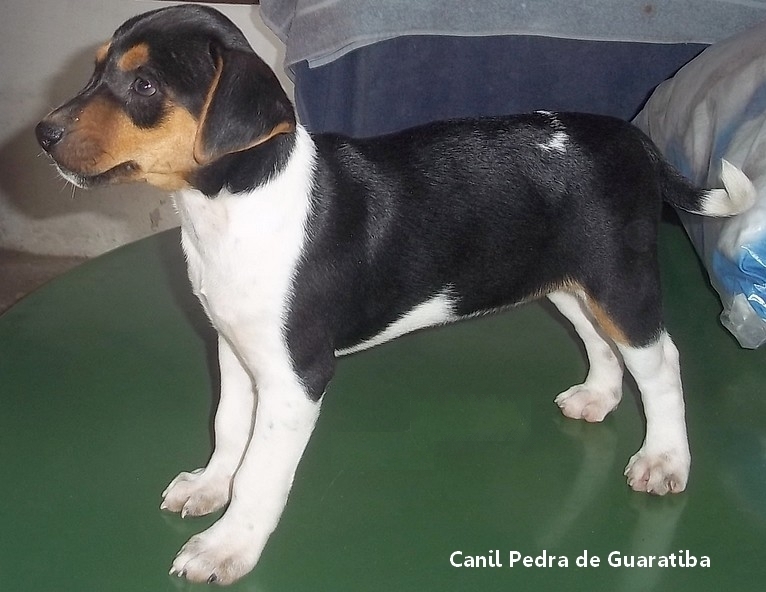 Dominique da Pedra de Guaratiba Fêmea Tricolor de Preto - Plantel! Visite nossa página! Terrier Brasileiro Fox Paulistinha http://www.canilpguaratiba.com/index.html