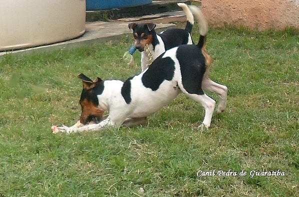 Momento do Exerccio! Hora da Brincadeira! Canil Pedra de Guaratiba Visite nossa pgina! Terrier Brasileiro Fox Paulistinha Companheiro Inseparvel! http://www.canilpguaratiba.com/index.html