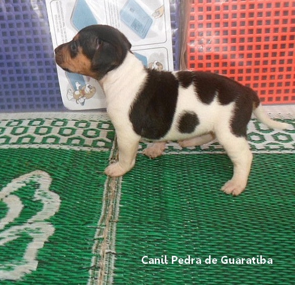 Disponível para reserva! Fêmea Tricolor de Preto. Liberada a partir de: 16/10/17. Visite nossa página! Terrier Brasileiro Fox Paulistinha http://www.canilpguaratiba.com/index.html