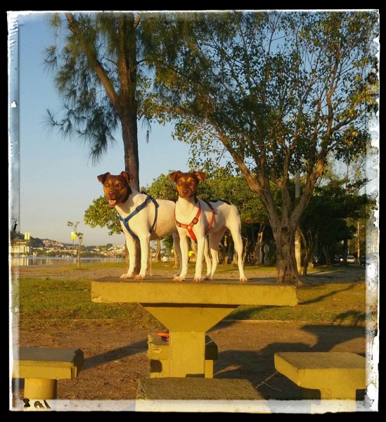 Bento e sua filha Zo! Tricolores de Fgado. Beleza e temperamento! Proprietrio: Moacy. Visite nossa pgina! Terrier Brasileiro Fox Paulistinha http://www.canilpguaratiba.com/index.html