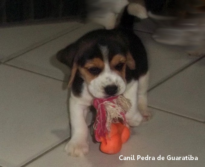  FÊMEA TRICOLOR DISPONÍVEL! Raça Beagle! Nascimento: 24/09/17. Visite nossa página! http://www.canilpguaratiba.com/index.html