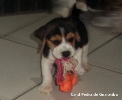 FÊmea tricolor disponível! raça beagle! nascimento: 24/09/17. visite nossa página! http://www.canilpguaratiba.com/index.html