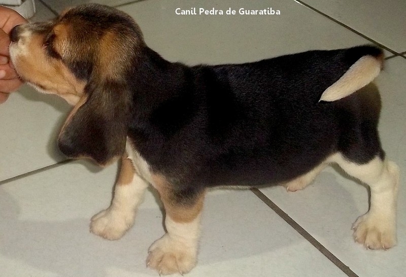 FÊMEA TRICOLOR DISPONÍVEL! Raça Beagle! Nascimento: 24/09/17. Visite nossa página! http://www.canilpguaratiba.com/index.html