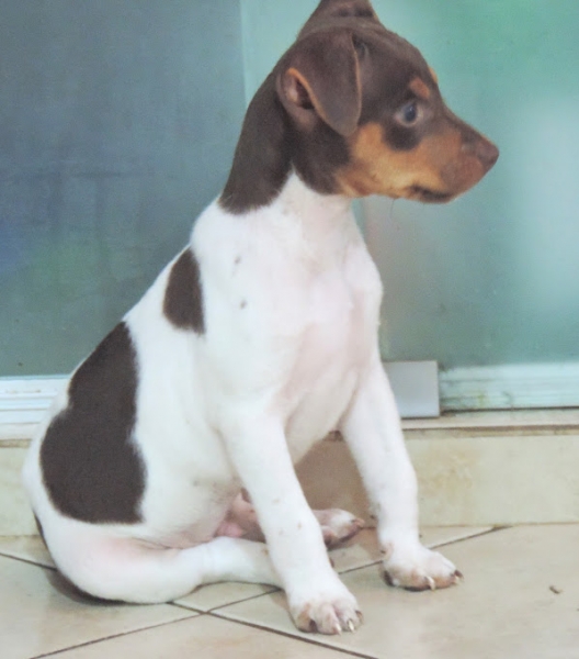 TERRIER BRASILEIRO (FOX PAULISTINHA)! Macho tricolor de fgado. Excelente temperamento! Visite nossa pgina! Canil Pedra de Guaratiba http://www.canilpguaratiba.com/index.html