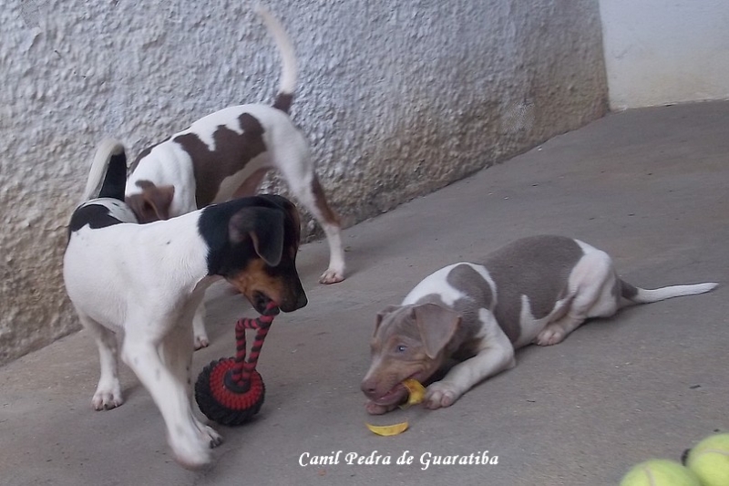 Momento do Exercício! Hora da Brincadeira! Canil Pedra de Guaratiba Visite nossa página! Terrier Brasileiro Fox Paulistinha Companheiro Inseparável! http://www.canilpguaratiba.com/index.html