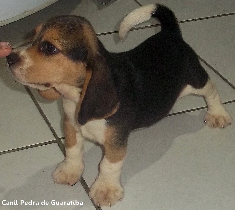 FÊMEA TRICOLOR DISPONÍVEL! Raça Beagle! Nascimento: 24/09/17. Visite nossa página! http://www.canilpguaratiba.com/index.html