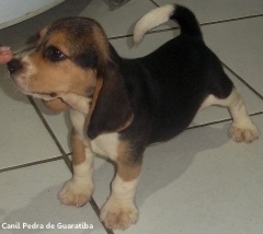 FÊmea tricolor disponível! raça beagle! nascimento: 24/09/17. visite nossa página! http://www.canilpguaratiba.com/index.html